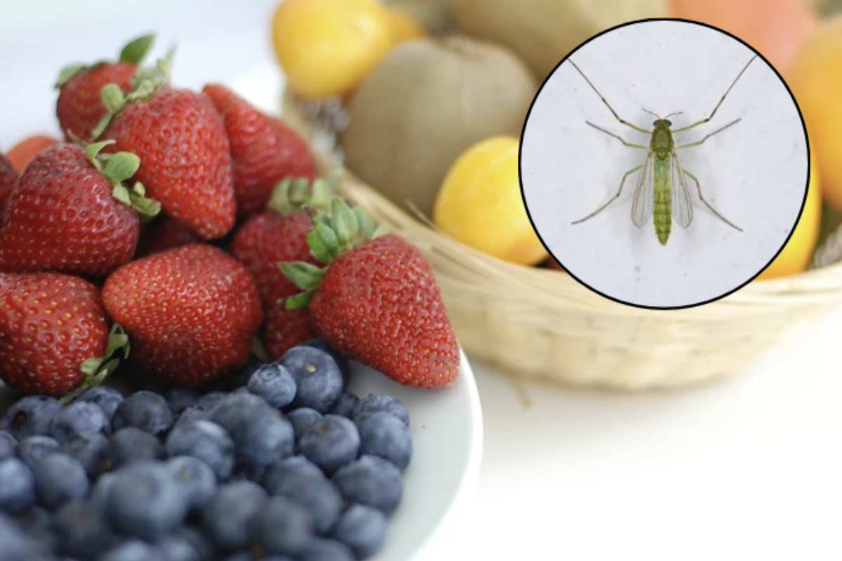 insetti, noti anche come drosophila