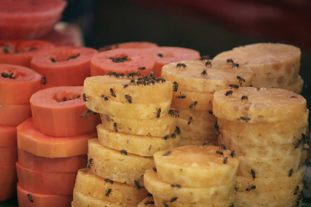 Oltre all’uso delle trappole, è fondamentale adottare alcune buone pratiche per limitare la diffusione dei moscerini.